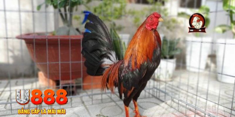 vin68 game máy bay nổ hũ
